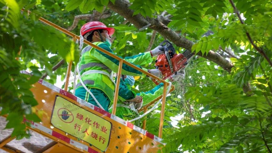 绿化带遭机动车驰骋 成为园林管理新难题