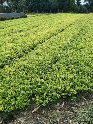 80平方园林景观设计